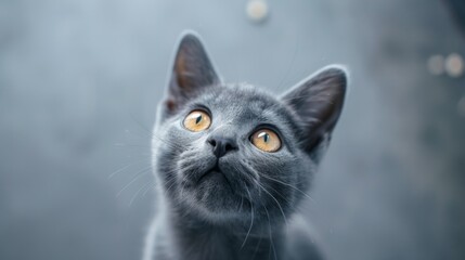 studio portrait of playful gray and white kitten looking forward with front paw up against a light gray background