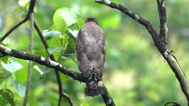 The crested serpent eagle (Spilornis cheela) is a medium-sized bird of prey.	