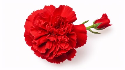 a red flower with a rose