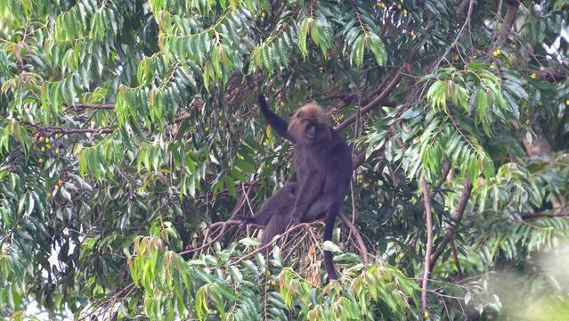 The Nilgiri langur (Semnopithecus johnii) is a langur (a type of Old World monkey)