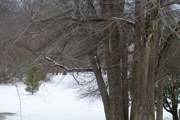 old trees and new tree in the field