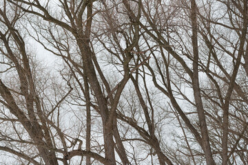 trees on an overcast day