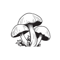 mushrooms hand drawn - obrazy, fototapety, plakaty