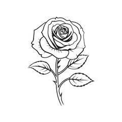 rose line drawing