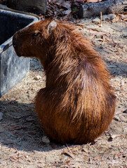 capybara