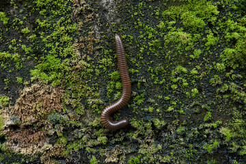millipede on green moss on the stone
