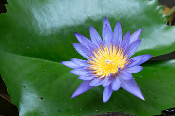 Macro view of Purple color water lily with Yellow color in the middle. A beautiful view from the...