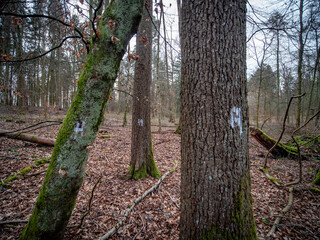 Markierte Baumstämme im Wald