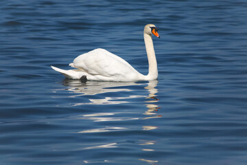 Tranquil scene of a solitary swan gliding peacefully on a serene water body