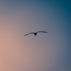 Mouette au coucher de soleil