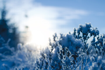 Snow-covered bushes backlit by the setting sun