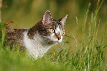 Closeup portrait of a domestic cat. A cat lurking on the grass. 