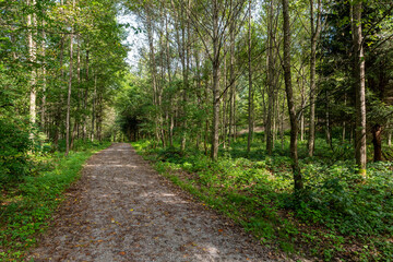 Waldweg
