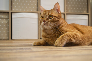 Ginger cat with yellow eyes. Cute funny red tabby cat at home. Adorable young pet. High quality photo