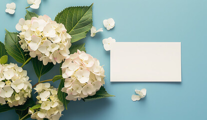 white hydrangeas and a blank white card on a blue bac - obrazy, fototapety, plakaty