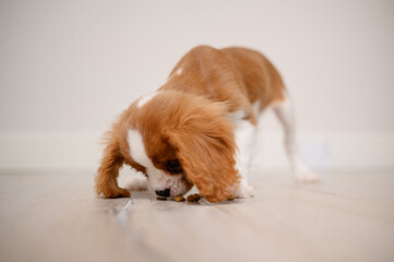 Cute Cavalier King Charles Spaniel puppy eating a treat from the floor indoors. Puppy enjoying food. 