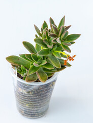 Echeveria harmsii plant succulent in pot. Crassula ausensis Little Woodii. Green little flower on white background