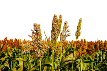 Biofuel and new boom Food, Sorghum Plantation industry. Field of Sweet gluten free Sorghum stalk...