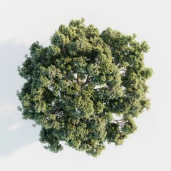 3d tree top view of a round green tree,  white background, precise and lifelike