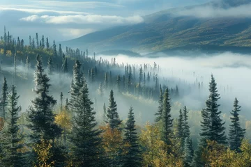 Crédence de cuisine en verre imprimé Forêt dans le brouillard Misty landscape of fir forest in Canada