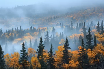 Afwasbaar Fotobehang Mistig bos Misty landscape of fir forest in Canada
