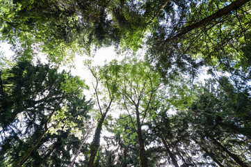 Grün leuchtende Baumkronen