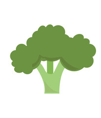 Broccoli hand drawing vector illustration