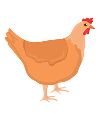 Chicken animal hand drawing vector illustration