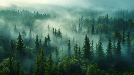 Selbstklebende Fototapete Wald im Nebel Misty landscape of fir forest in Canada