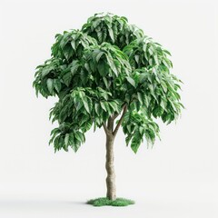 tree with a large cluster of green leaves on top of it, white background