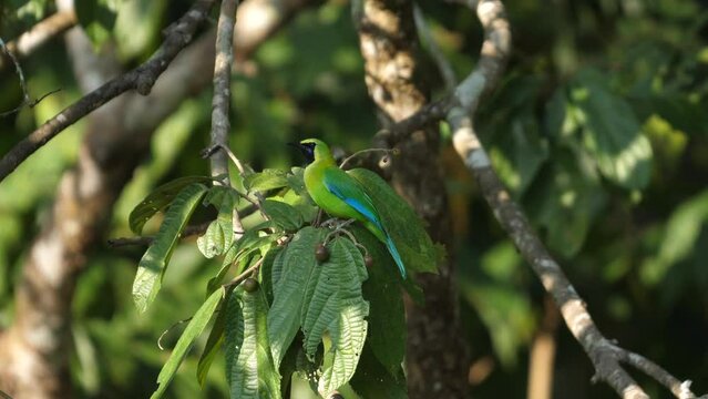 Green blue-winged leafbird bird perched on tropical foliage in natural habitat. Wildlife and nature.