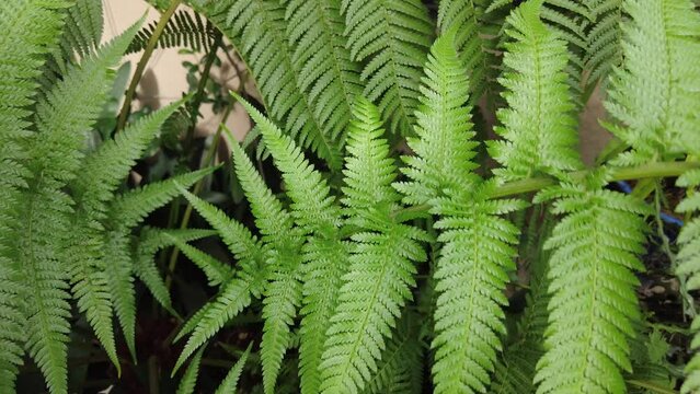Inside a green fern plant and close up of the green tropical leaves 