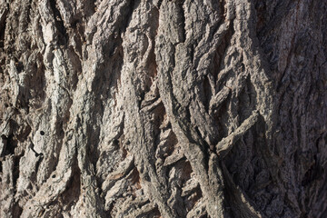 Corteza de chopo, detalle