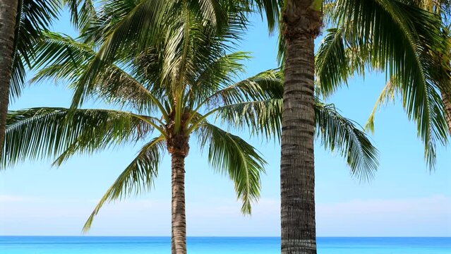 Tropical beach landscape with tall palm trees against clear blue sky, pristine turquoise ocean in background. Vacation and travel destinations.