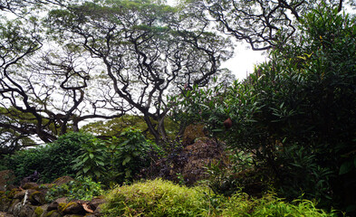 Waimea Arboretum, North Shore, Island of Oahu, Hawaii, United States