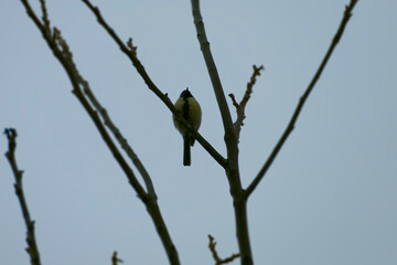 Great tit (Parus major) sitting in a tree in Zurich, Switzerland