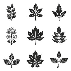 set of leaves silhouettes, a botanical silhouette Collection of leaf shapes in various forms. Suitable for nature theme designs. Available in high-quality sets. Various leaf shadow arrays Suitable 