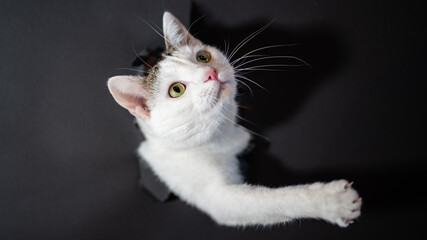 Bawiący się kot wystawiający głowę z rozerwanego kartonu.  Playing cat sticking its head out of a cardboard box. © Justyna