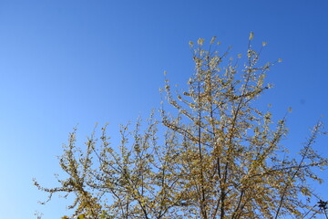 light autumn tree