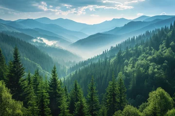 Foto op Canvas Mountain landscape. Amazing wild nature view of deep evergreen forest landscape on sunlight at middle of summer © ebhanu