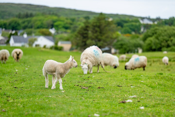 Sheep marked with colorful dye grazing in green pastures. Adult sheep and baby lambs feeding in green meadows of Ireland.
