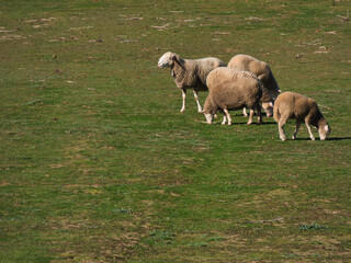 sheep, animals, breeding farm, farm, nature, grazing, meadow, gr