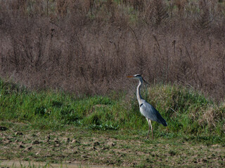 gray heron, Ardea cinerea, bird, animal, wildlife, meadow, sunny