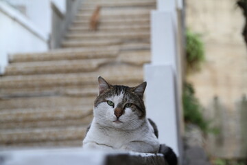 Fototapeta premium Cat in front of stairs in Beirut