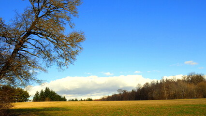 Frühlingssonne scheint auf Wiese und Wald in schöner Landschaft im Schwarzwald unter blauem Himmel