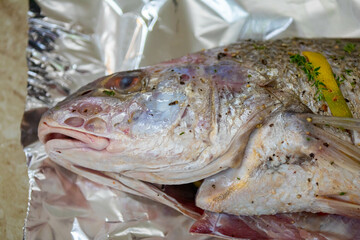 Sea fish known as croaker Argyrosomus regius