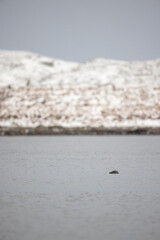 Snowy landscape with a seal peeking out of the water