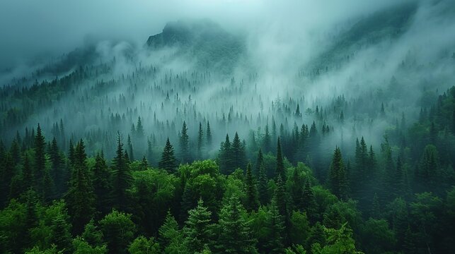 Fototapeta Misty landscape of fir forest in Canada