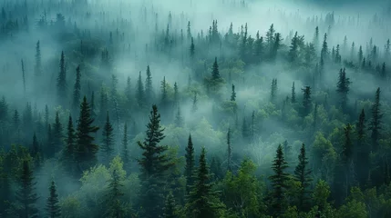 Glasbilder Wald im Nebel Misty landscape of fir forest in Canada