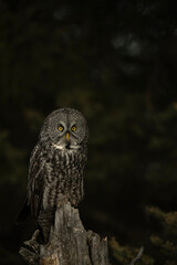 Great Gray (Grey) Owl perched in natural habitat
